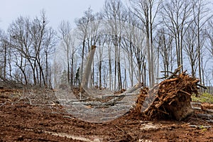 Foresters stack tree logs that have just been cut before they are hauled to a sawmill