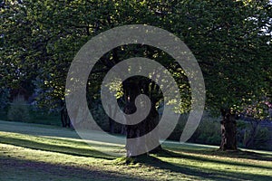 ForestForest and sunlight