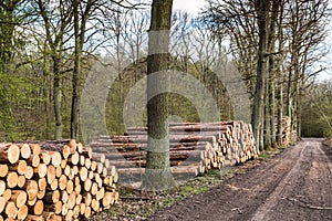 Forestry - big logs stacked on the side of the path on a oak alley