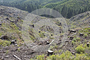 Forestry clear-cut, signs of reforestation.