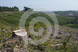 Forestry clear-cut, signs of reforestation.