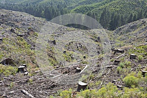 Forestry clear-cut, signs of reforestation. photo