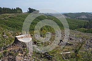 Forestry clear-cut, signs of reforestation. photo