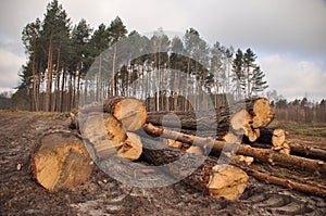 Forestry clearance and storage timber.