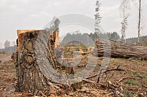 Forestry clearance and storage timber.