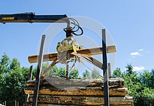 Forestry cutter loading cut logs in pile trailer