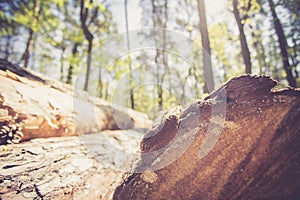 Forestry: fallen tree trunk in the wood, blurry background