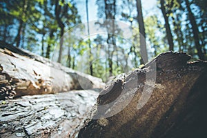 Forestry: fallen tree trunk in the wood, blurry background