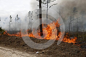 Forestry fire