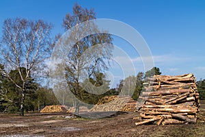 Forestry Fischbeker Heide