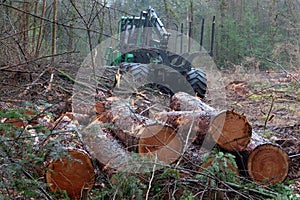 Forestry forwarder on felling field