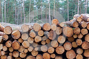 Forestry industry tree felling