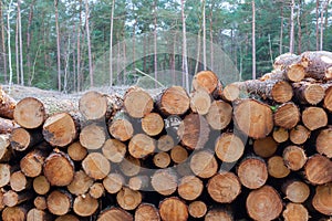 Forestry industry tree felling photo