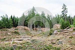 Forestry landscape