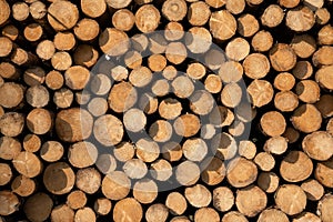 Forestry, log piles close up