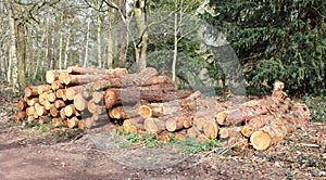 Forestry Logs.