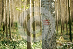 Forestry paint marking on tree trunks in woods