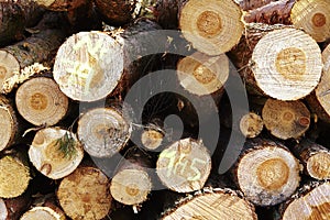 Forestry - Pile of tree boles