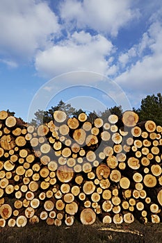 Forestry - Pile of tree boles