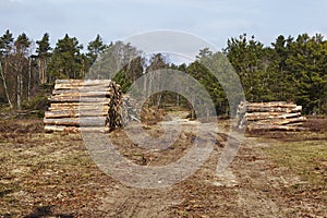 Forestry - Pile of tree boles photo