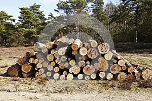 Forestry - Pile of tree boles photo
