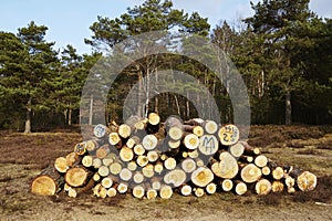 Forestry - Pile of tree boles