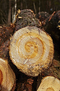 Forestry - Pile of tree boles photo