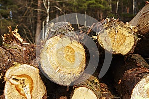 Forestry - Pile of tree boles photo