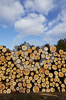 Forestry - Pile of tree boles photo