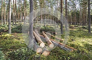 Forestry in pine forest in Finland