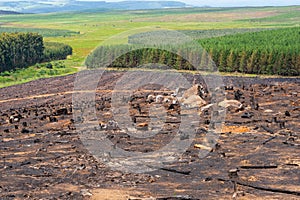 A forestry plantation site burned after harvest