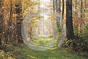 Forestry road in autumn