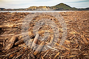 Forestry slash washed up on beach at Tolaga Bay, New Zealand after a flood