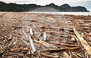 Forestry slash washed up on beach at Tolaga Bay, New Zealand after a flood