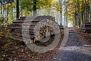 Forestry stacked tree trunks