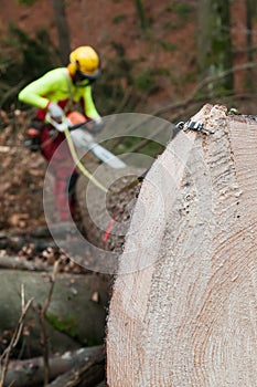 Forestry tape measure hooked to trunk and forestry worker cutting and measuring
