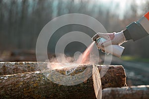 Forestry technician marking logs for firewood with red aerosol paint