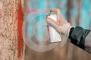 Forestry technician marking tree trunk for cutting in deforestation process