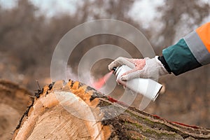 Forestry technician marking tree trunk with red aerosol can paint