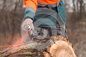 Forestry technician marking tree trunk with red aerosol can paint