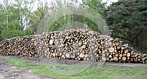 Forestry Tree Logs.