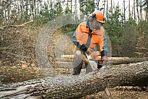 Forestry worker with chainsaw is sawing a log. Process of logging