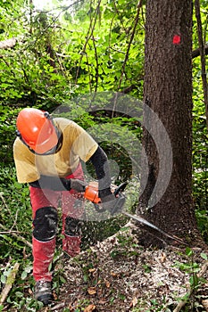 Forestry worker cutting down spruce tree marked for felling