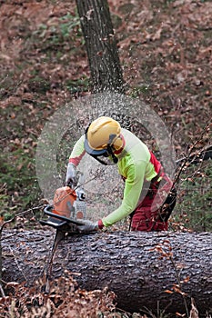 Forestry worker cutting large spruce tree trunk with his chainsaw