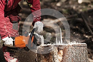 Forestry worker cutting the stump of a spruce tree with chainsaw