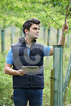 Forestry Worker With Digital Tablet Checking Young Trees