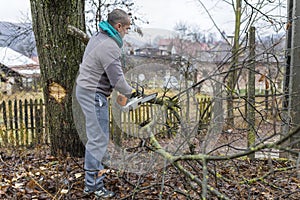 Forestry worker - lumberjack works with chainsaw. He cuts a big