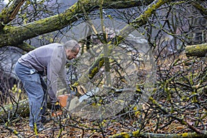 Forestry worker - lumberjack works with chainsaw. He cuts a big