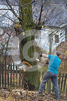 Forestry worker - lumberjack works with chainsaw. He cuts a big