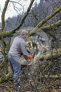 Forestry worker - lumberjack works with chainsaw. He cuts a big